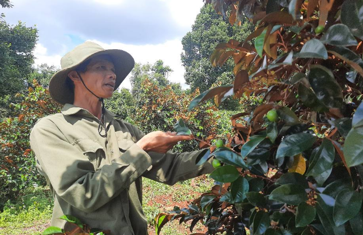 Nông dân Việt Nam xuất sắc Nguyễn Trọng Duy chăm sóc vườn vú sữa của gia đình. Ảnh: T.N