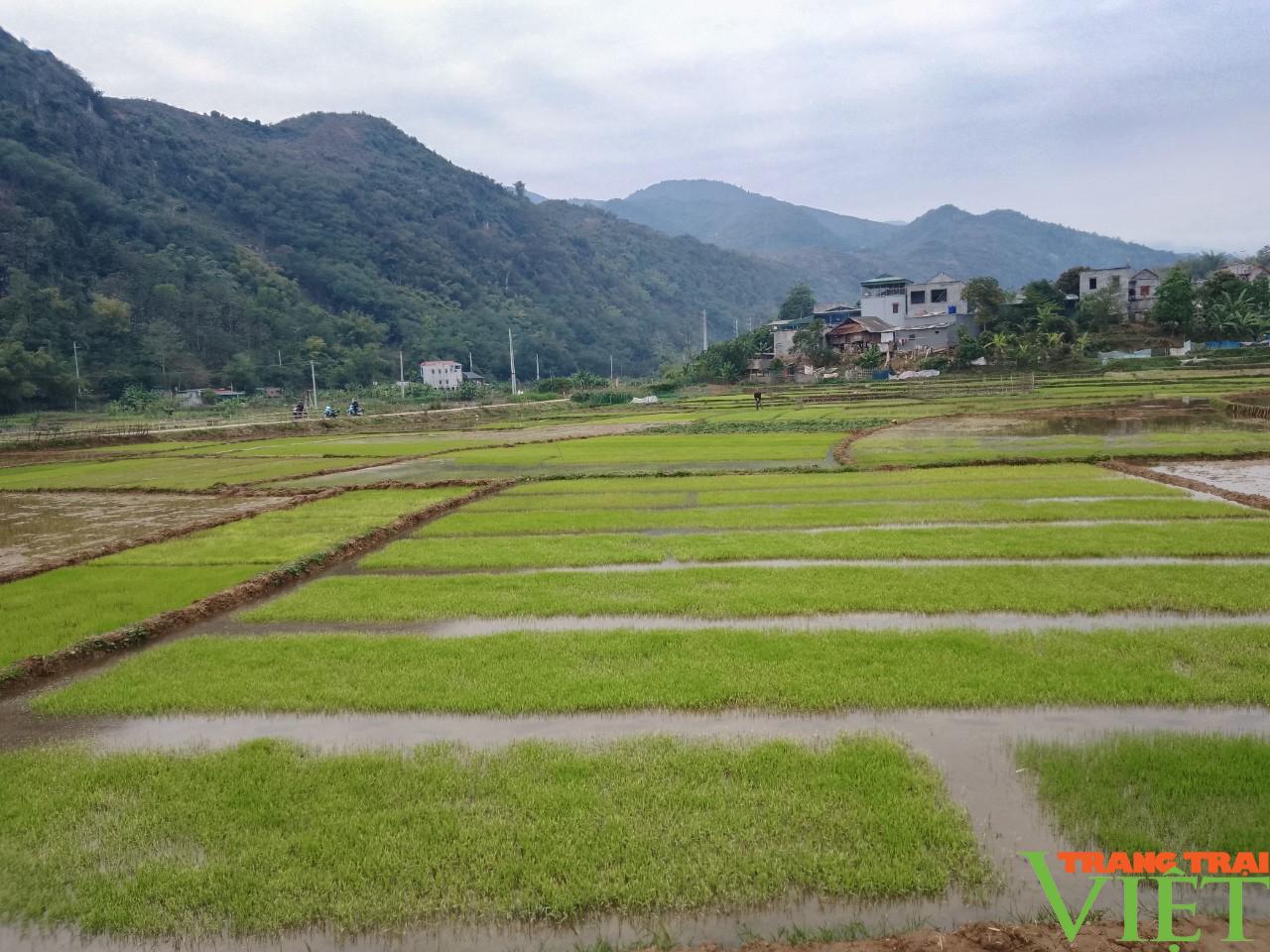 Nông thôn Tây Bắc: Nông dân Phù Yên tập trung phòng, chống rét cho cây mạ xuân - Ảnh 3.