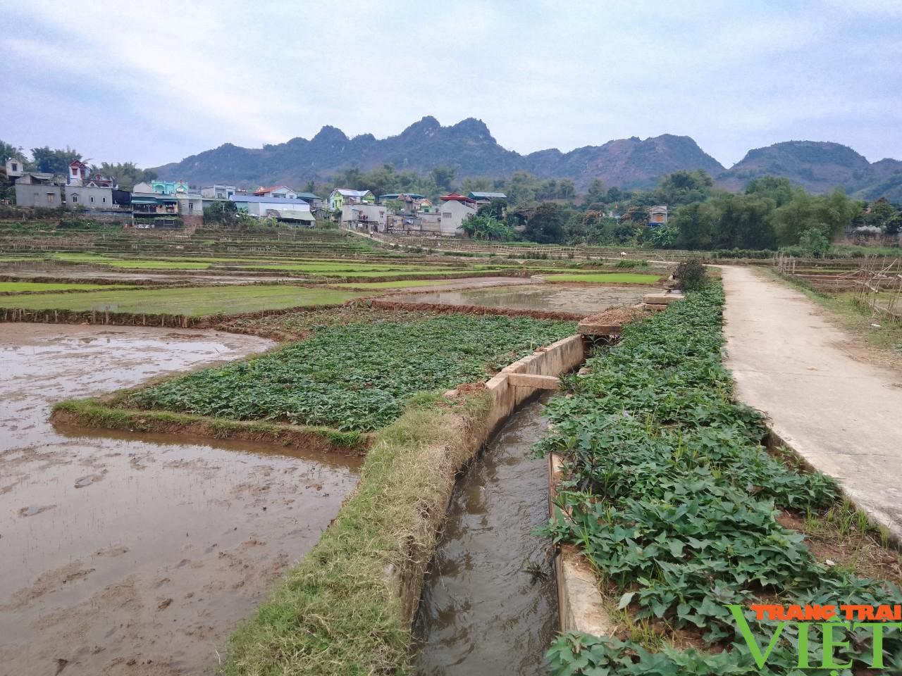 Nông thôn Tây Bắc: Nông dân Phù Yên tập trung phòng, chống rét cho cây mạ xuân - Ảnh 5.