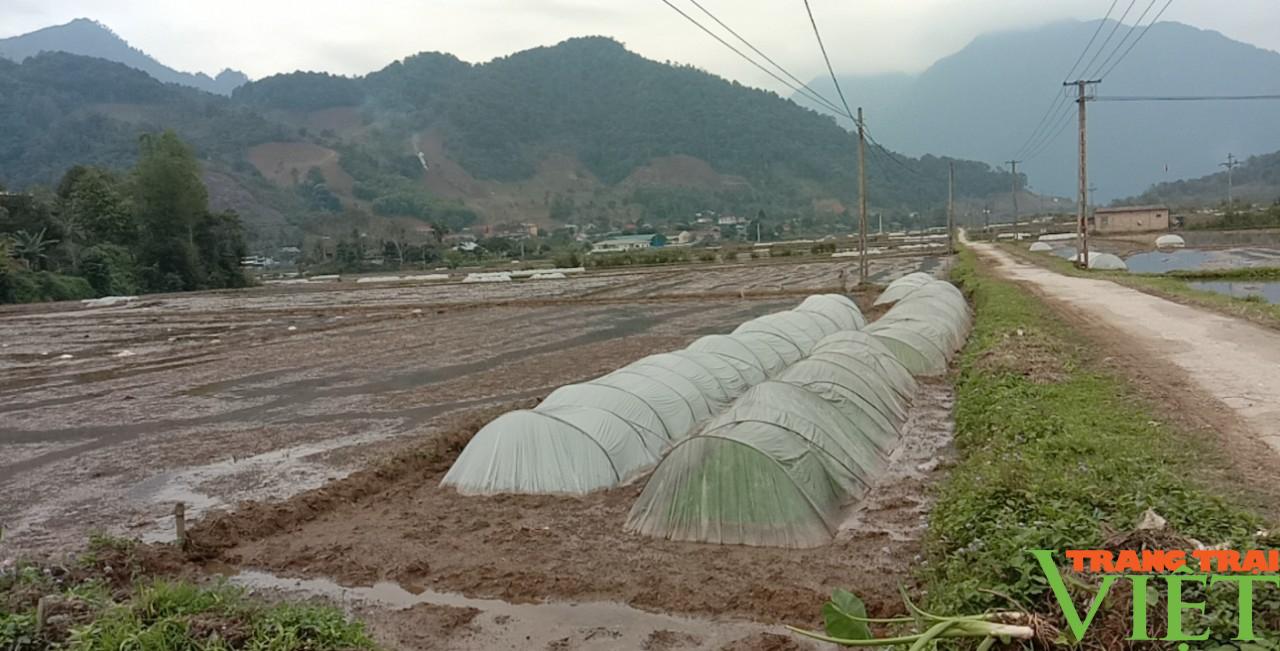 Nông thôn Tây Bắc: Nông dân Phù Yên tập trung phòng, chống rét cho cây mạ xuân - Ảnh 2.