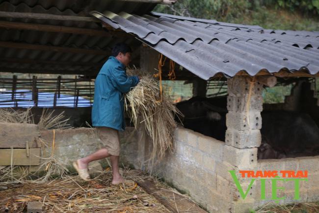 Lai Châu: Nông dân gồng mình chăm sóc "Đầu cơ nghiệp"   - Ảnh 3.