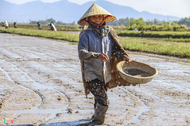 Giá phân bón giảm, nông dân vẫn lo chi phí sản xuất cao - Ảnh 3.