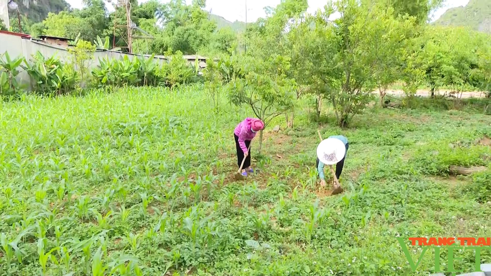 Phụ nữ Mai Sơn phát huy hiệu quả nguồn vốn  tín dụng vay ưu đãi - Ảnh 2.