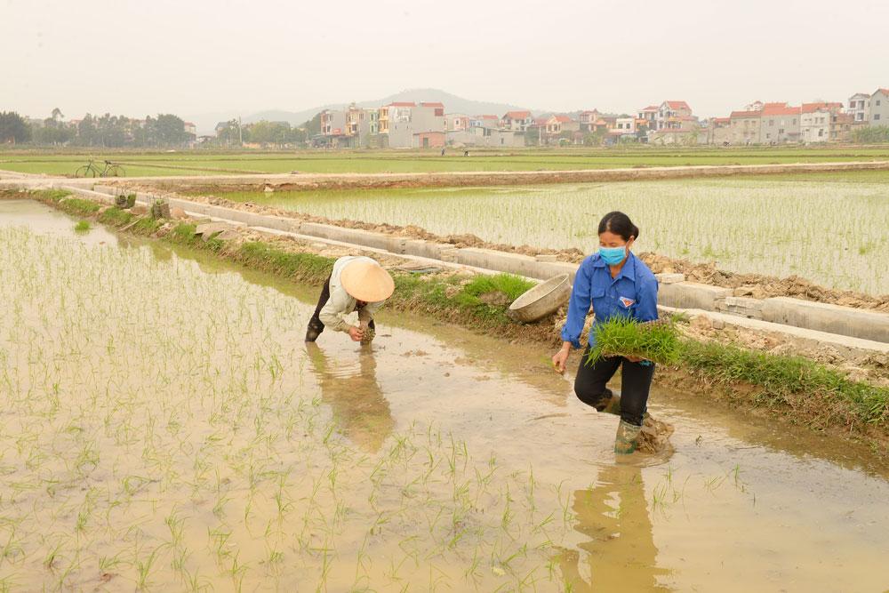 Bắc Giang, lúa chiêm xuân, gieo cấy, trồng trọt, thời vụ, cơ bản