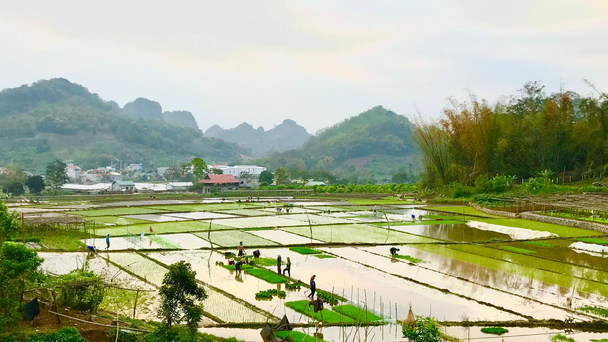 Nông thôn Tây Bắc: Khẩn trương gieo cấy lúa vụ xuân - Ảnh 1.