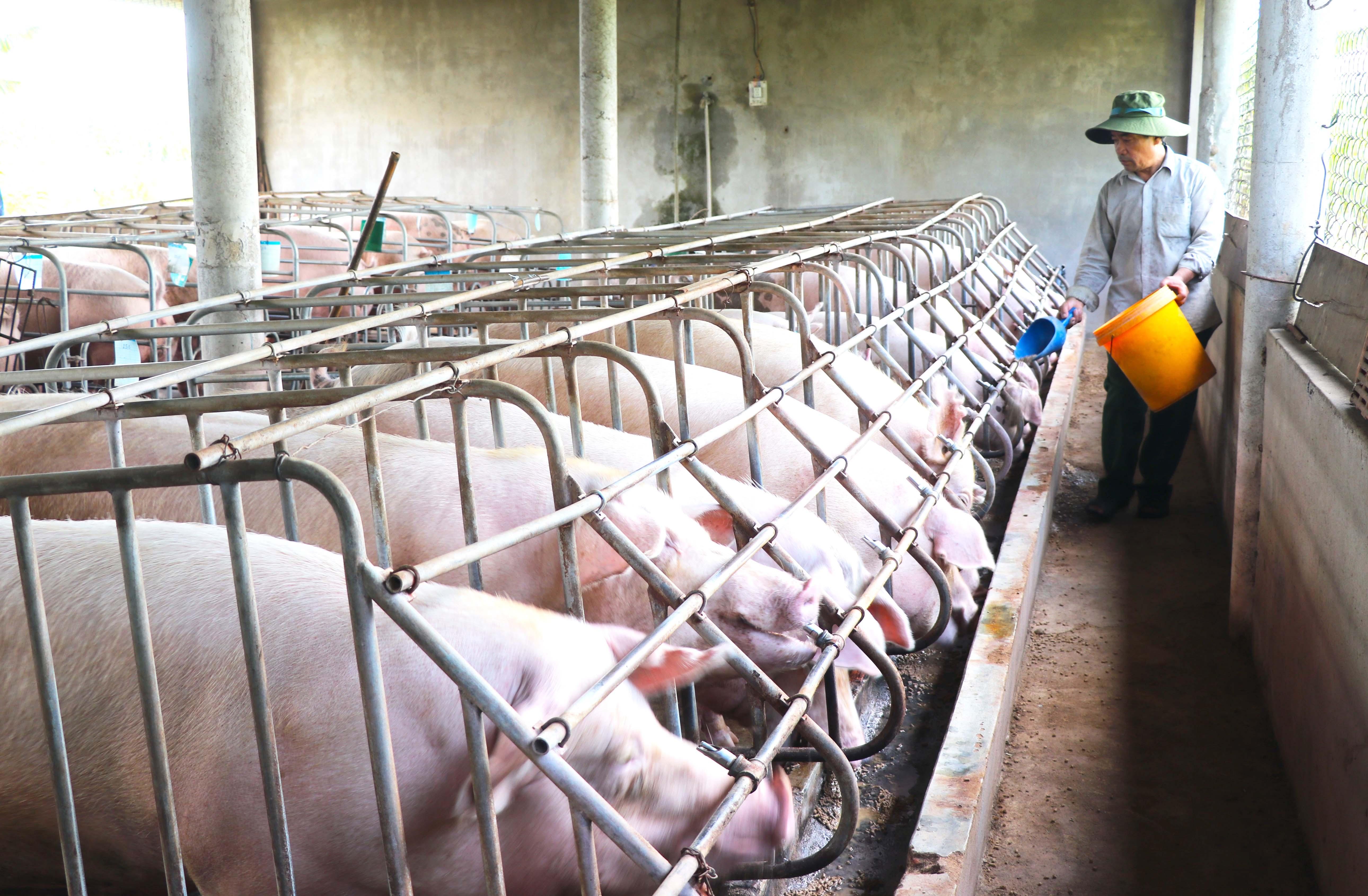 Mô hình chăn nuôi heo của ông Cao Khắc Tư (phường Tây Sơn, thị xã An Khê) mang về thu nhập gần 3 tỷ đồng mỗi năm. Ảnh: Ngọc Minh