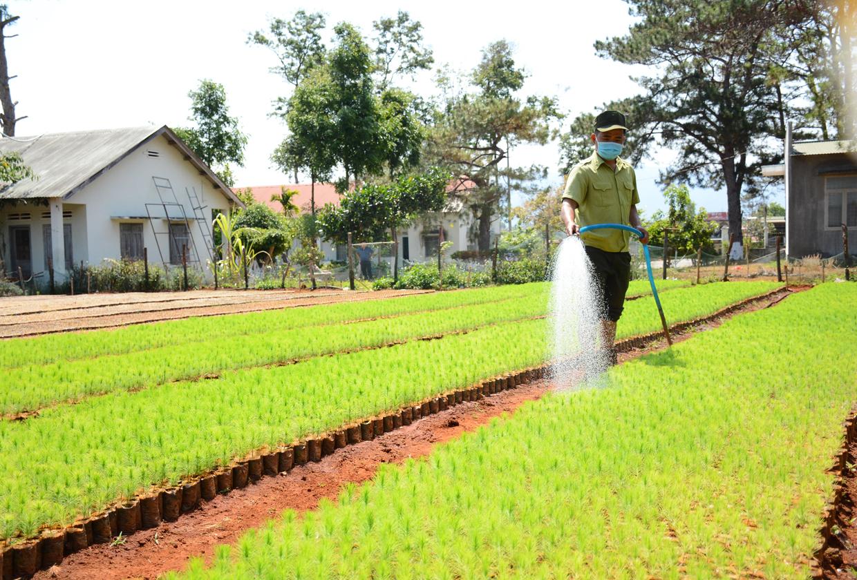 Ban Quản lý rừng phòng hộ Mang Yang tự ươm cây giống phục vụ cho công tác trồng rừng thay thế. Ảnh: Minh Phương