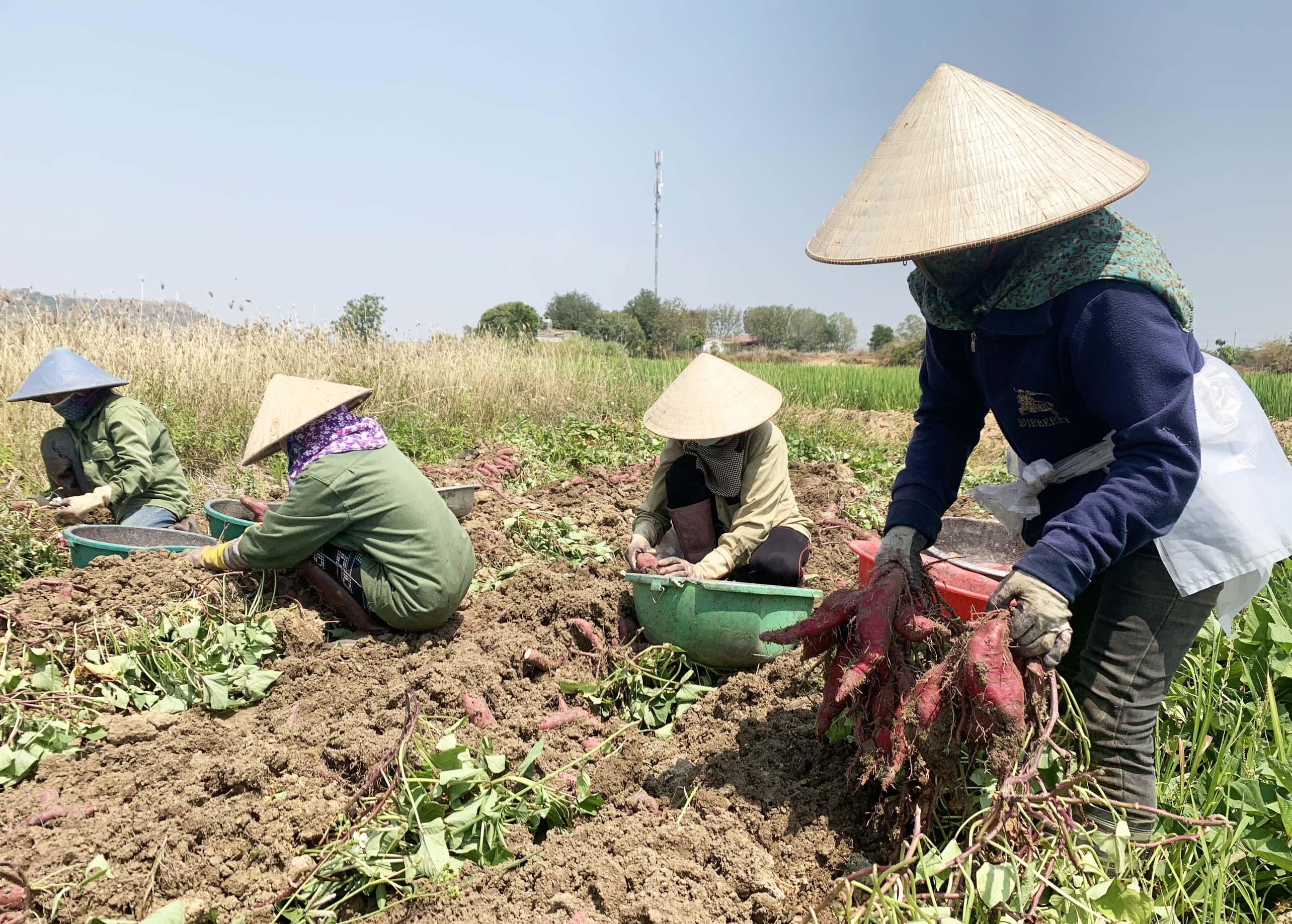 Nông dân huyện Phú Thiện phấn khởi vì khoai lang được mùa, được giá. Ảnh: Vũ Chi