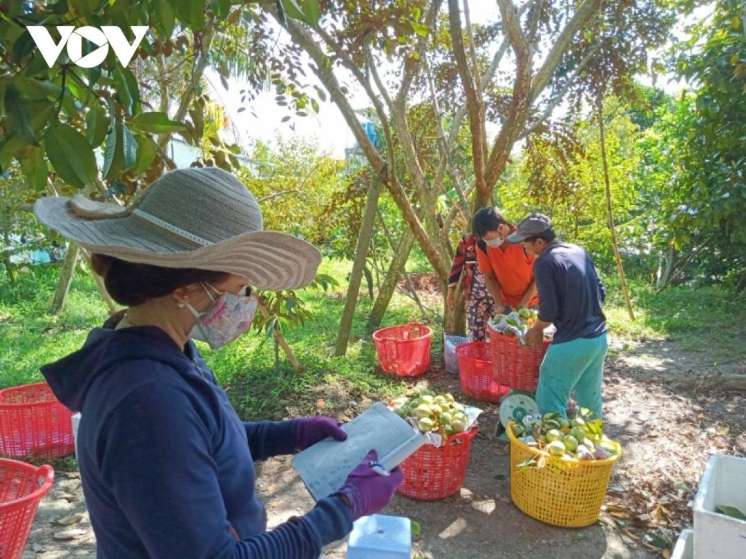 Tắc biên giá trái cây miền Tây xuống thấp không đủ chi phí đầu tư.