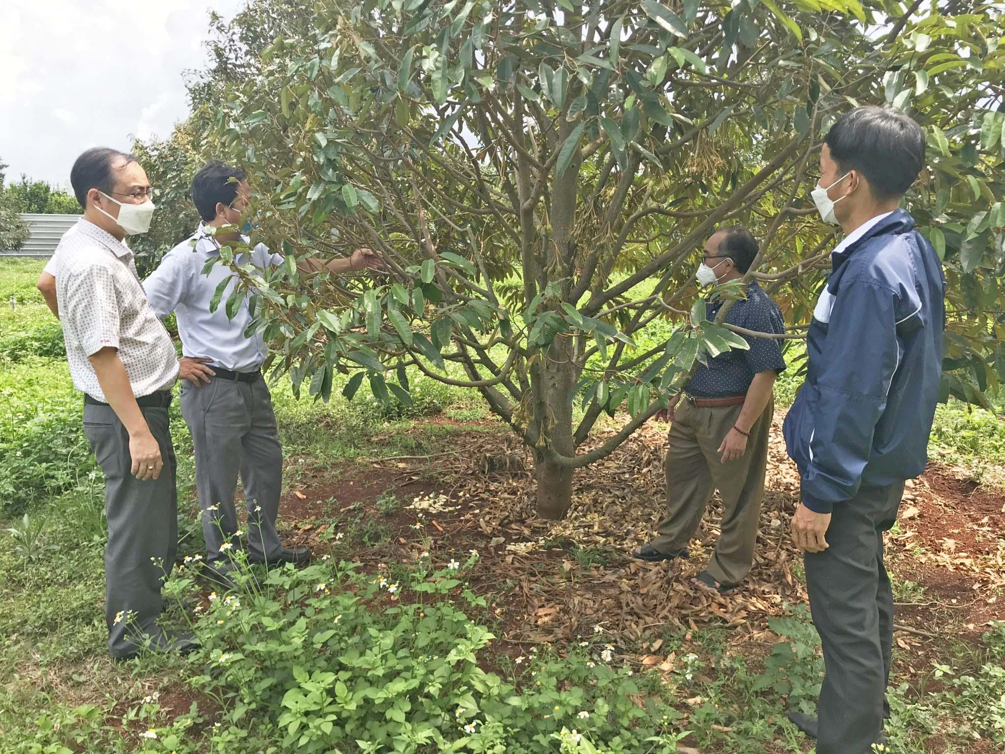 Khảo sát xây dựng quy trình sản xuất sầu riêng theo tiêu chuẩn VietGAP tại xã Ia Rong (huyện Chư Pưh). Ảnh: Nguyễn Hồng