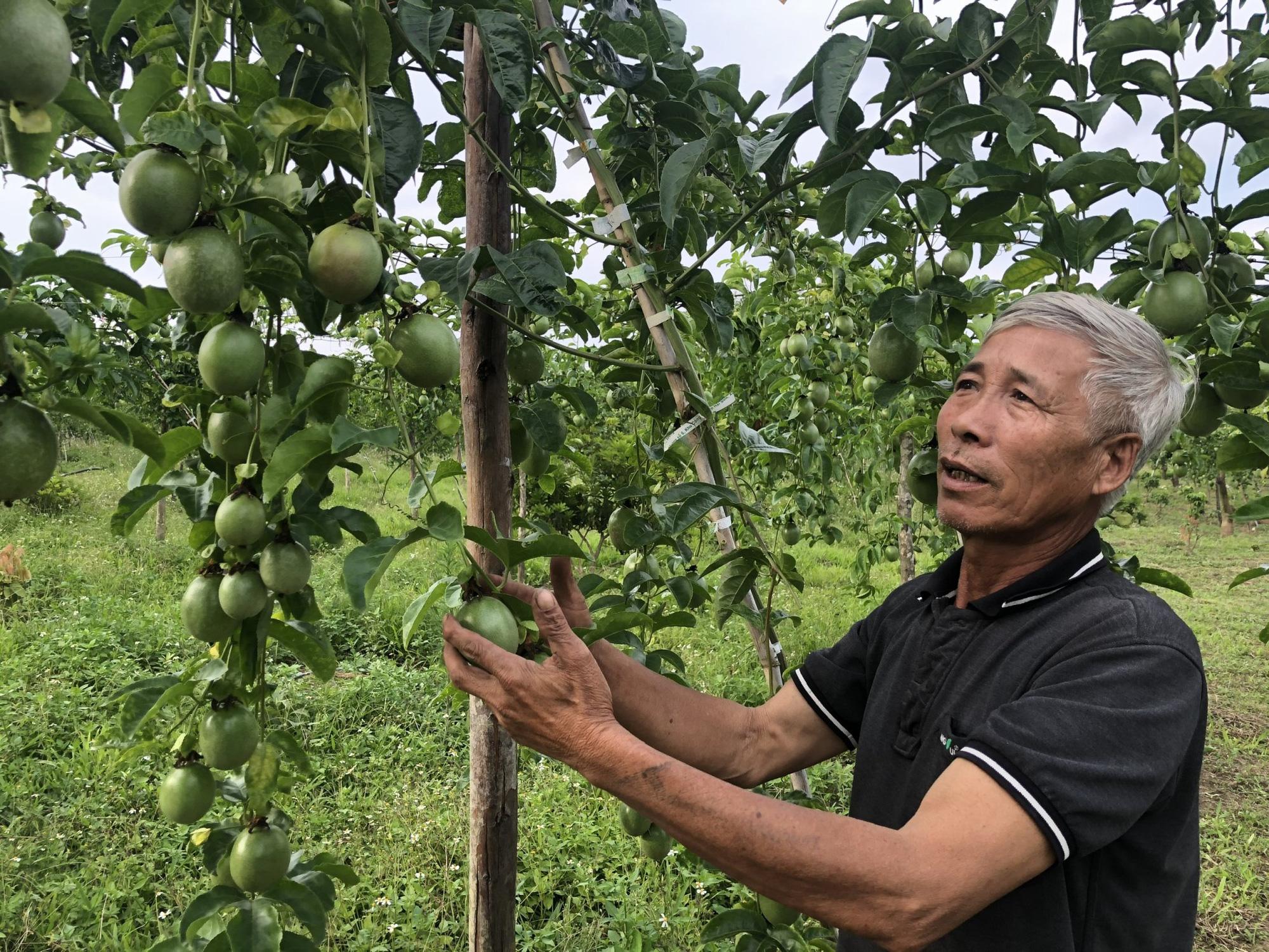 Chanh dây 7 tháng trồng xen trong vườn nhãn, vải của gia đình ông Trần Văn Luân, ở thôn 6B, xã Cư Elang, huyện Ea Kar, tỉnh Đắk Lắk bắt đầu cho thu hoạch quả. Chanh dây trồng và thu hoạch trong 2 năm, khi thu hoạch xong thì cũng bắt đầu đến thời kỳ ăn bói nhãn, vải. Ảnh: Khương Lực.