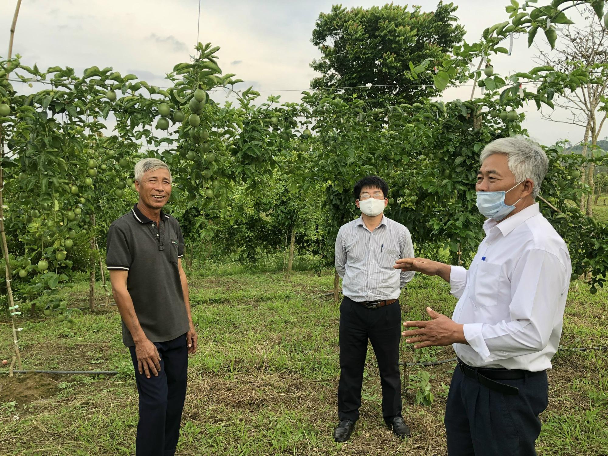 Ông Nguyễn Trọng Tứ (bên phải) đánh giá cao mô hình trồng chanh dây xen trong vườn nhãn vải theo hướng hữu cơ của gia đình ông Trần Văn Luân và cho biết mô hình này đang lan tỏa ra nhiều hộ dân trên địa bàn xã. Ảnh: Khương Lực