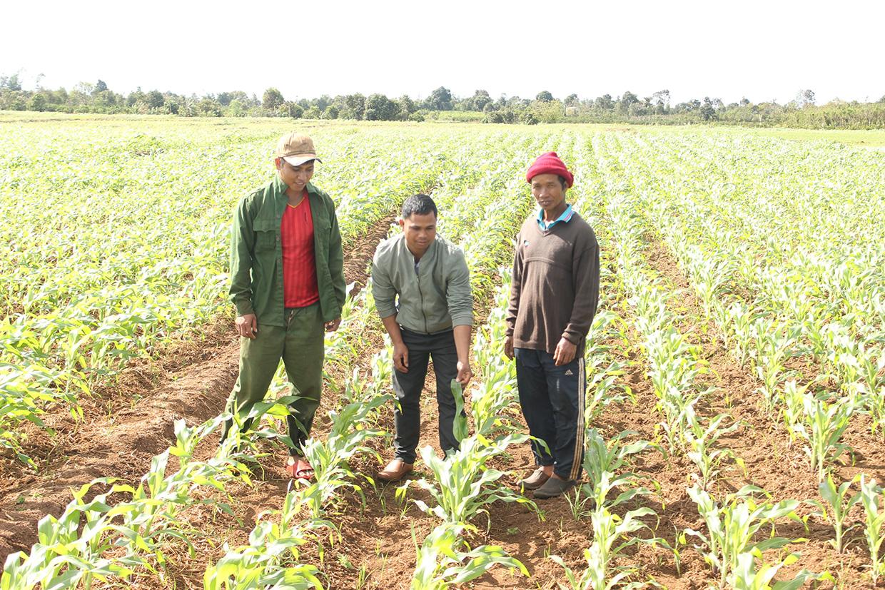 Người dân xã Bờ Ngoong (huyện Chư Sê) chuyển đổi diện tích lúa thường xuyên bị hạn sang trồng bắp sinh khối. Ảnh: Nguyễn Hồng