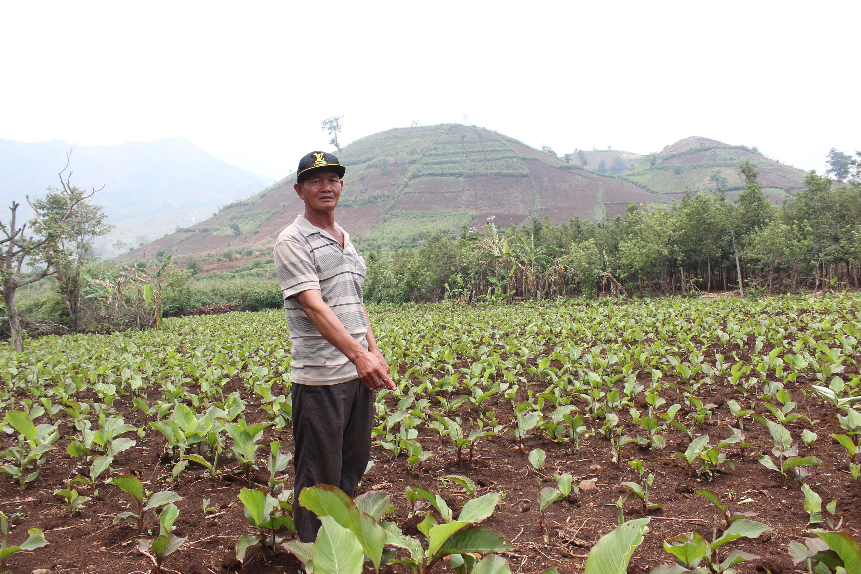 Người dân xuống giống dong riềng dưới chân núi lửa Chư Đang Ya (huyện Chư Păh). Ảnh: Nguyễn Diệp