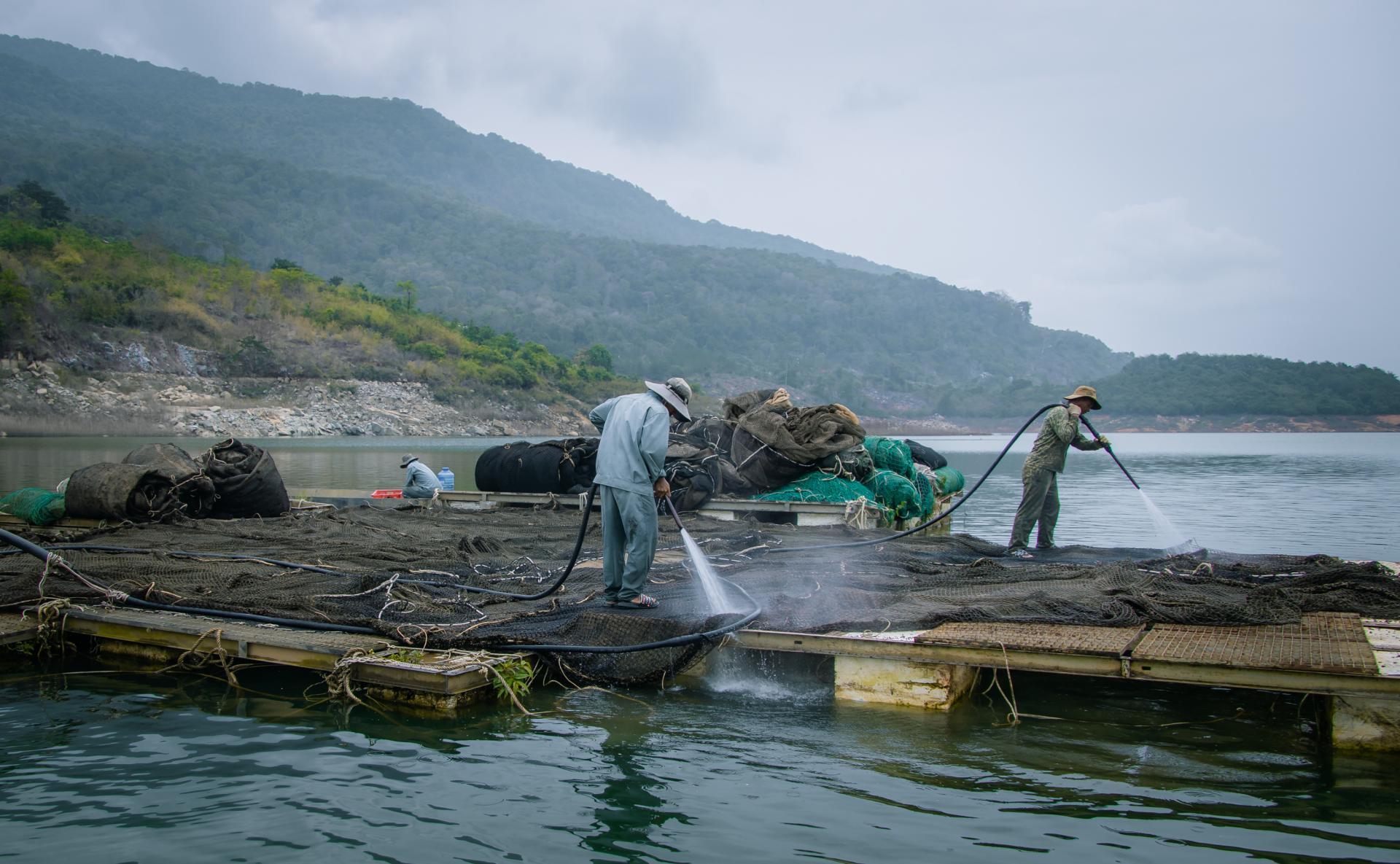 Sau một lứa cá tầm, người chăn nuôi phải tháo hệ thống lồng, vệ sinh rất sạch để chuẩn bị nuôi lứa mới.