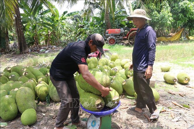 Đồng Tháp: Nông dân thua lỗ vì mít Thái giảm giá - Ảnh 1.