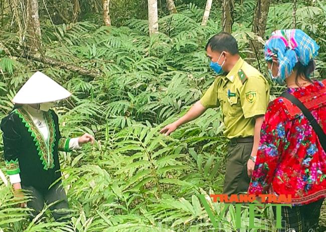 Nông thôn Tây Bắc: Phát triển kinh tế dưới tán rừng Mường Nhé   - Ảnh 1.