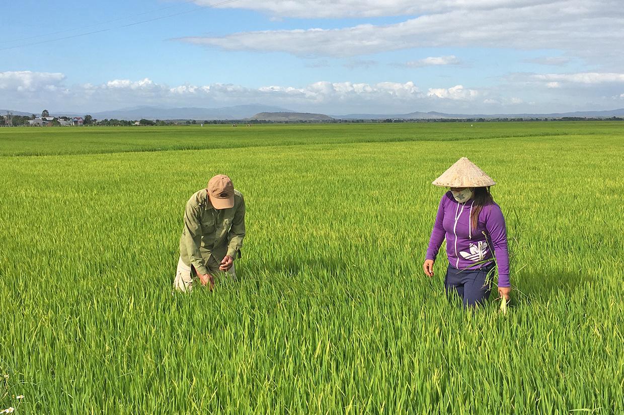 Cánh đồng lúa lớn một giống của Hợp tác xã Nông nghiệp Chư A Thai (xã Ia Ake, huyện Phú Thiện). Ảnh: Hà Duy