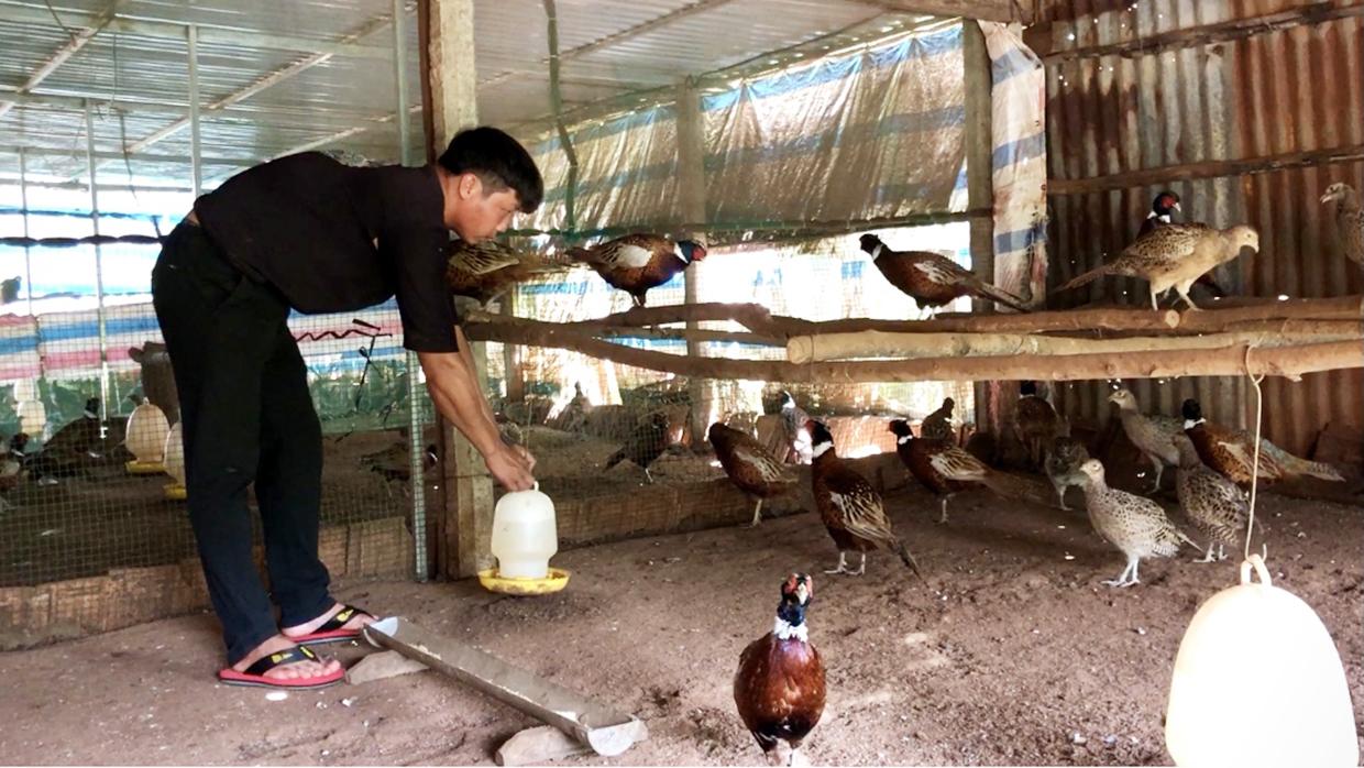 Anh Nguyễn Duy Thức (thôn Tiên Sơn 2, xã Tân Sơn, TP. Pleiku) chăm sóc đàn chim trĩ. Ảnh: Hải Lê