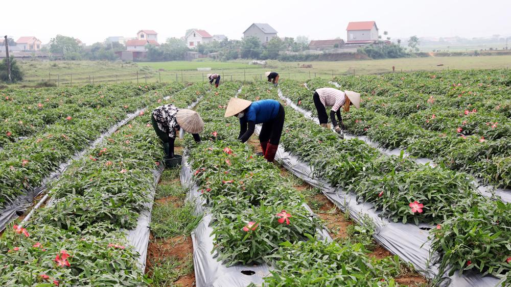 mô hình sản xuất nông nghiệp, sản xuất nông nghiệp theo chuỗi