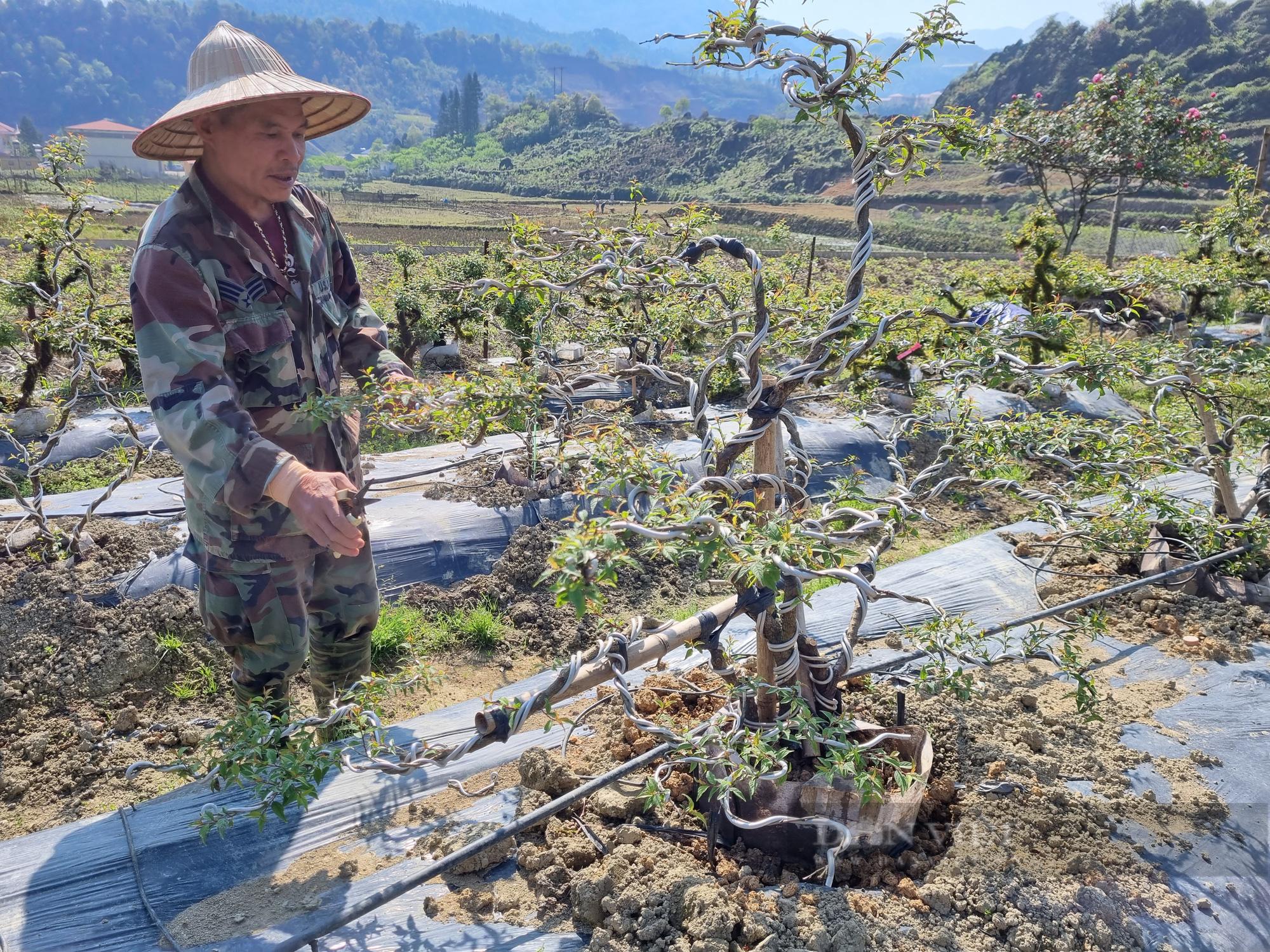 Để tạo ra được một cây nhất chi mai ưng ý, phải mất cả năm trời chăm sóc, uốn nắn tạo thế. Ảnh: Tuệ Linh.