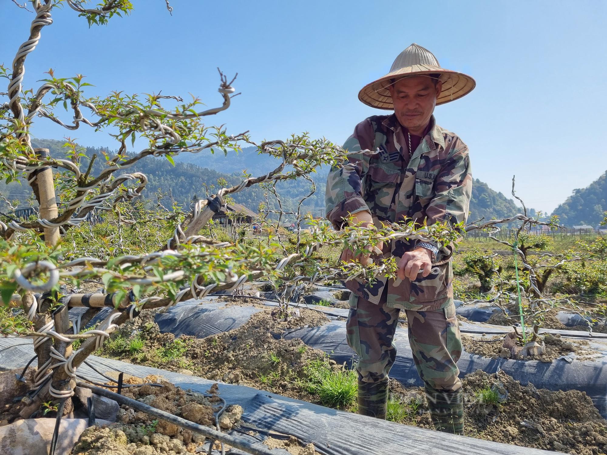 Ông Hoàn cắt tỉa để giữ thế cho cây hoa nhất chi mai. Ảnh: Tuệ Linh.