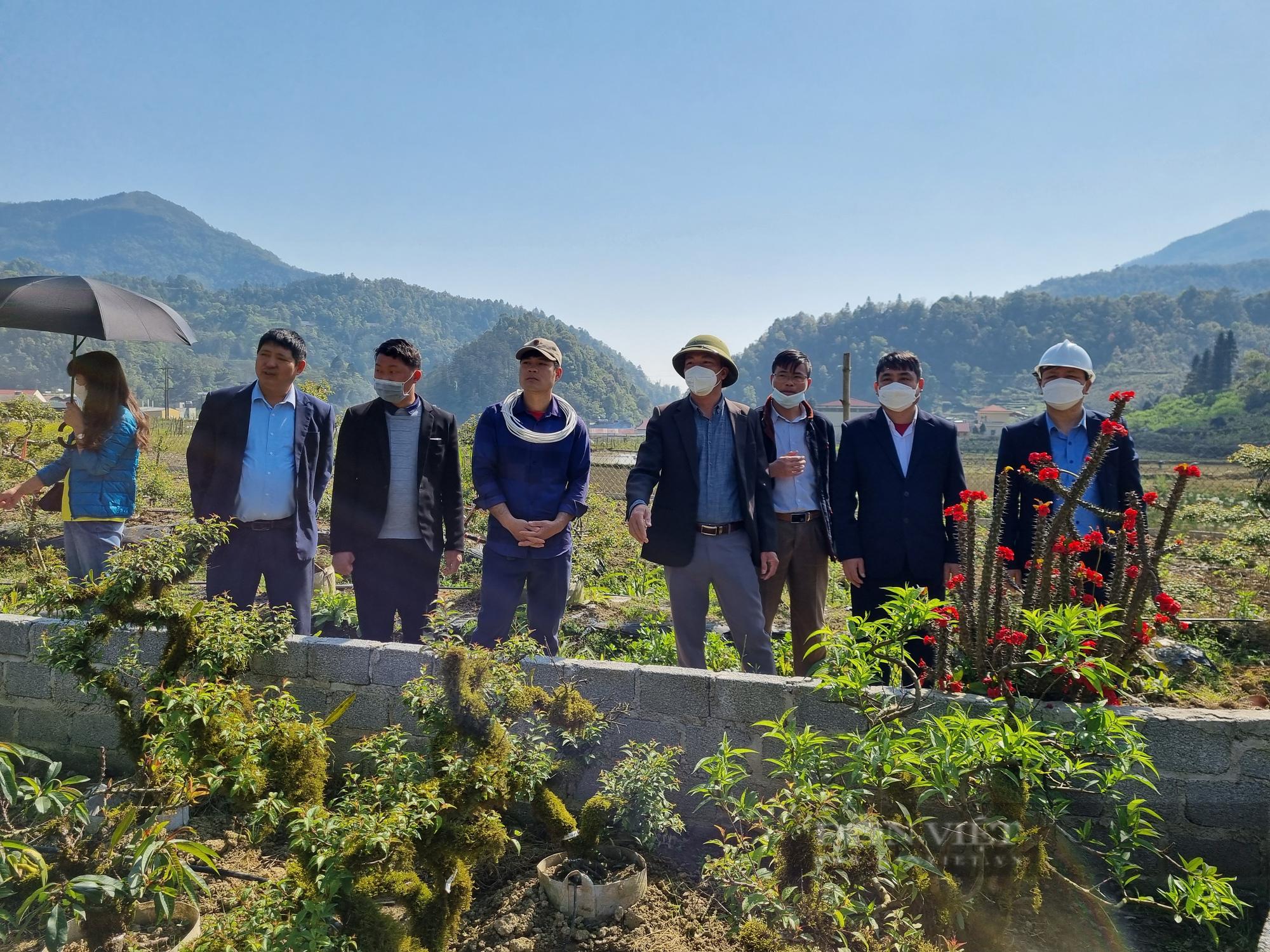 Lãnh đạo Hội Nông dân thị xã Sa Pa (tỉnh Lào Cai) và Hội Nông dân các xã, phường thăm mô hình trồng cây nhất chi mai tại xã Tả Phìn. Ảnh: Tuệ Linh.