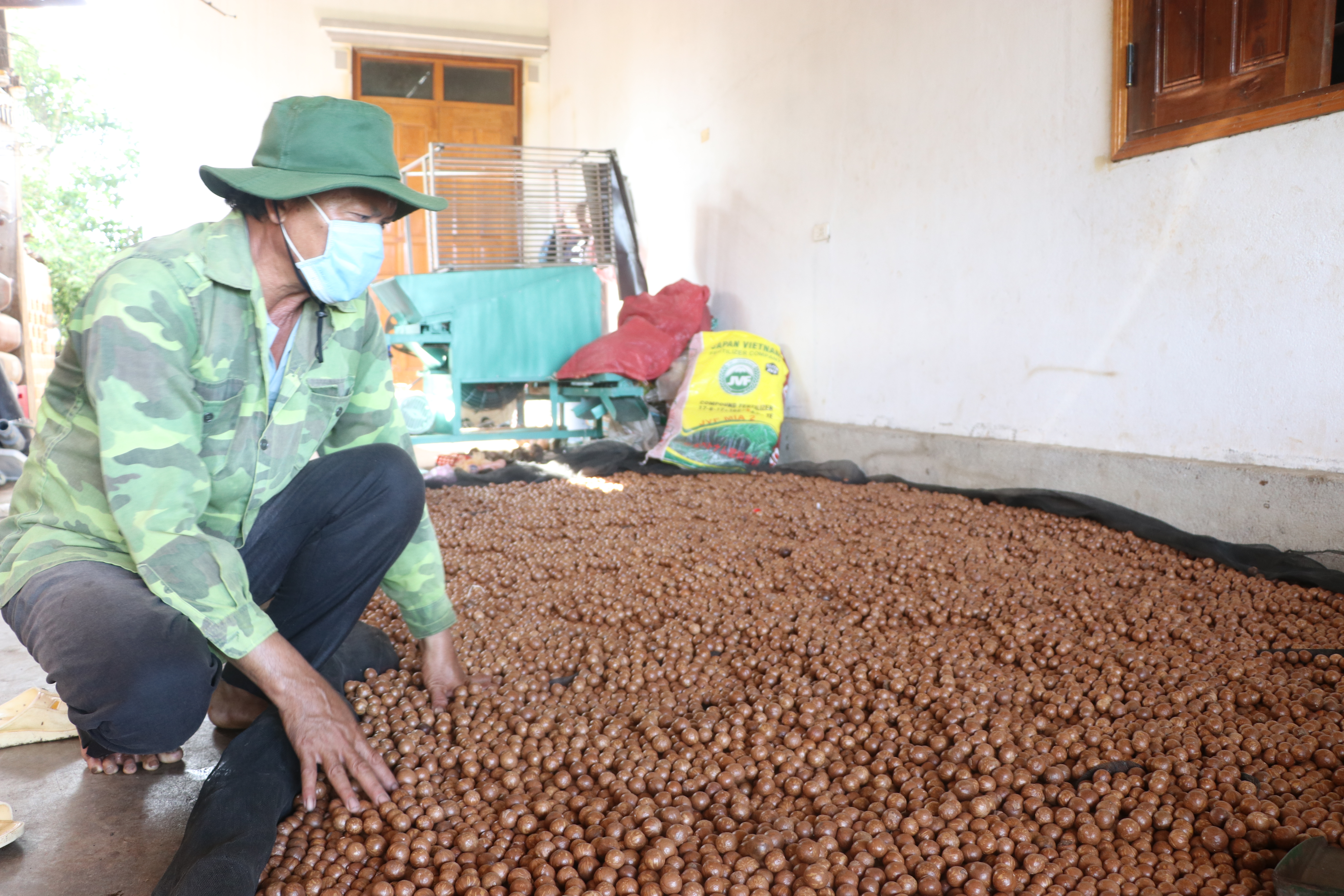 Nông dân Kbang thu hoạch, sơ chế hạt macca. Ảnh: Hải Lê