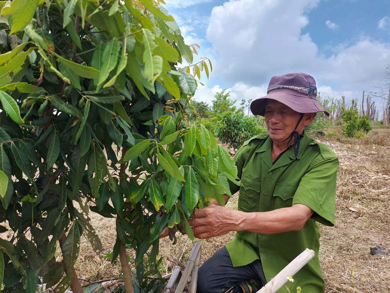 Ông Lanh đang tỉa cành cho vườn nhãn Hương Chi của gia đình. Ảnh: Thiên Di