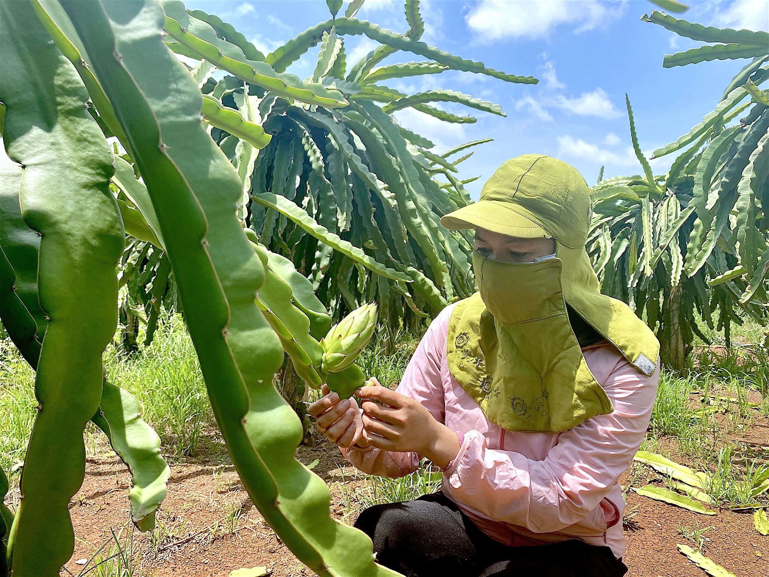 Chị Lưu Thị Lâm (vợ anh Trần Đình Đạt; thôn 9, xã Chơ Long) chăm sóc vườn thanh long ruột tím hồng của gia đình. Ảnh: Mộc Trà.