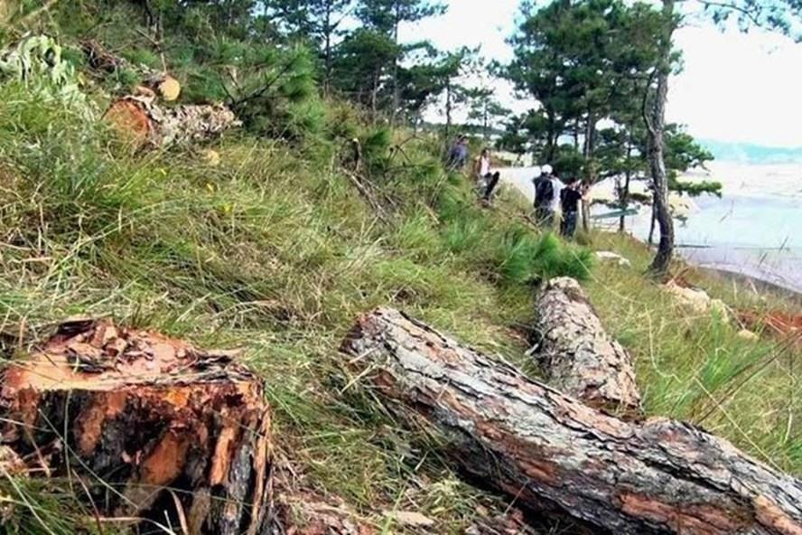 Dự án của Tập đoàn Trung Nguyên chỉ là một trong số nhiều dự án ở Lâm Đồng được giao quản lý nhưng để mất rừng.