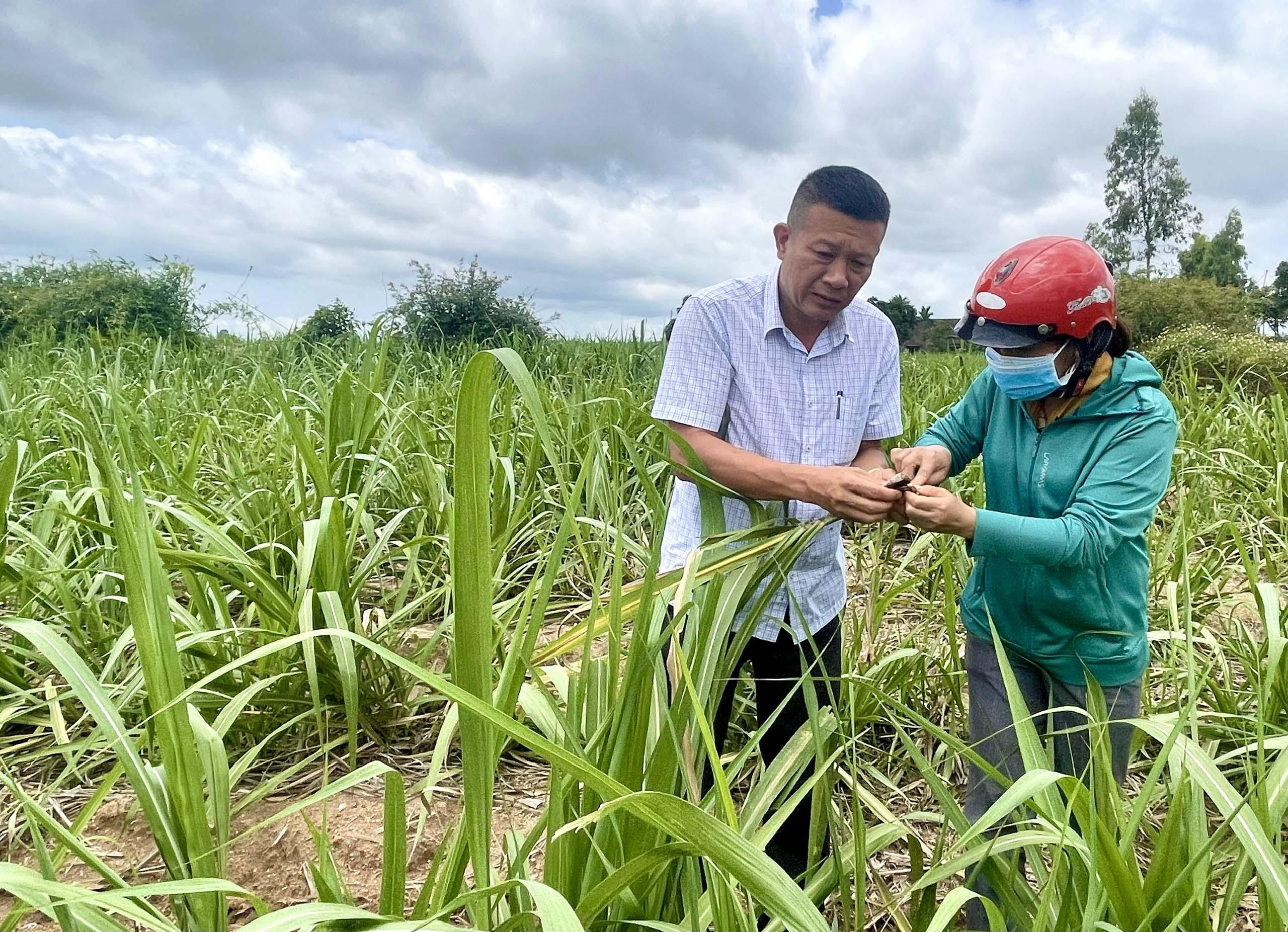 Cán bộ Trung tâm Dịch vụ nông nghiệp huyện Kbang cùng công chức Nông nghiệp-Môi trường xã Kông Lơng Khơng kiểm tra diện tích mía bị sâu bệnh gây hại. Ảnh: Minh Triều