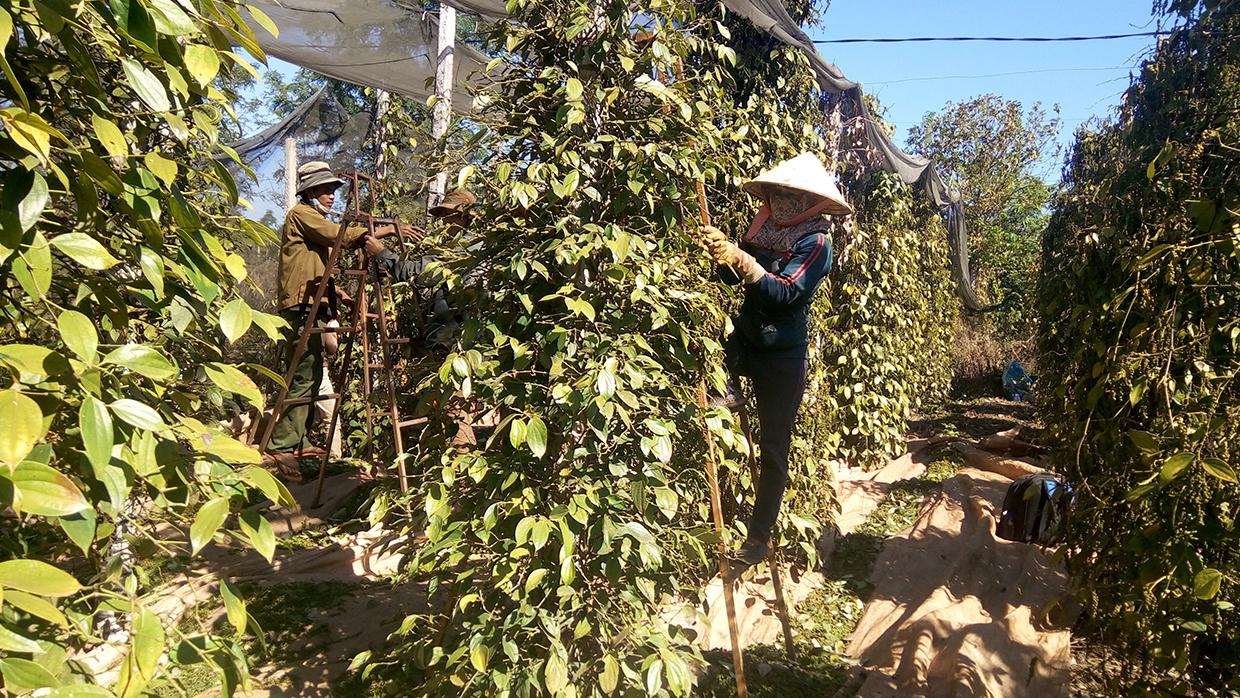 Người dân trên địa bàn huyện Chư Pưh thu hoạch hồ tiêu. Ảnh: Lê Nam