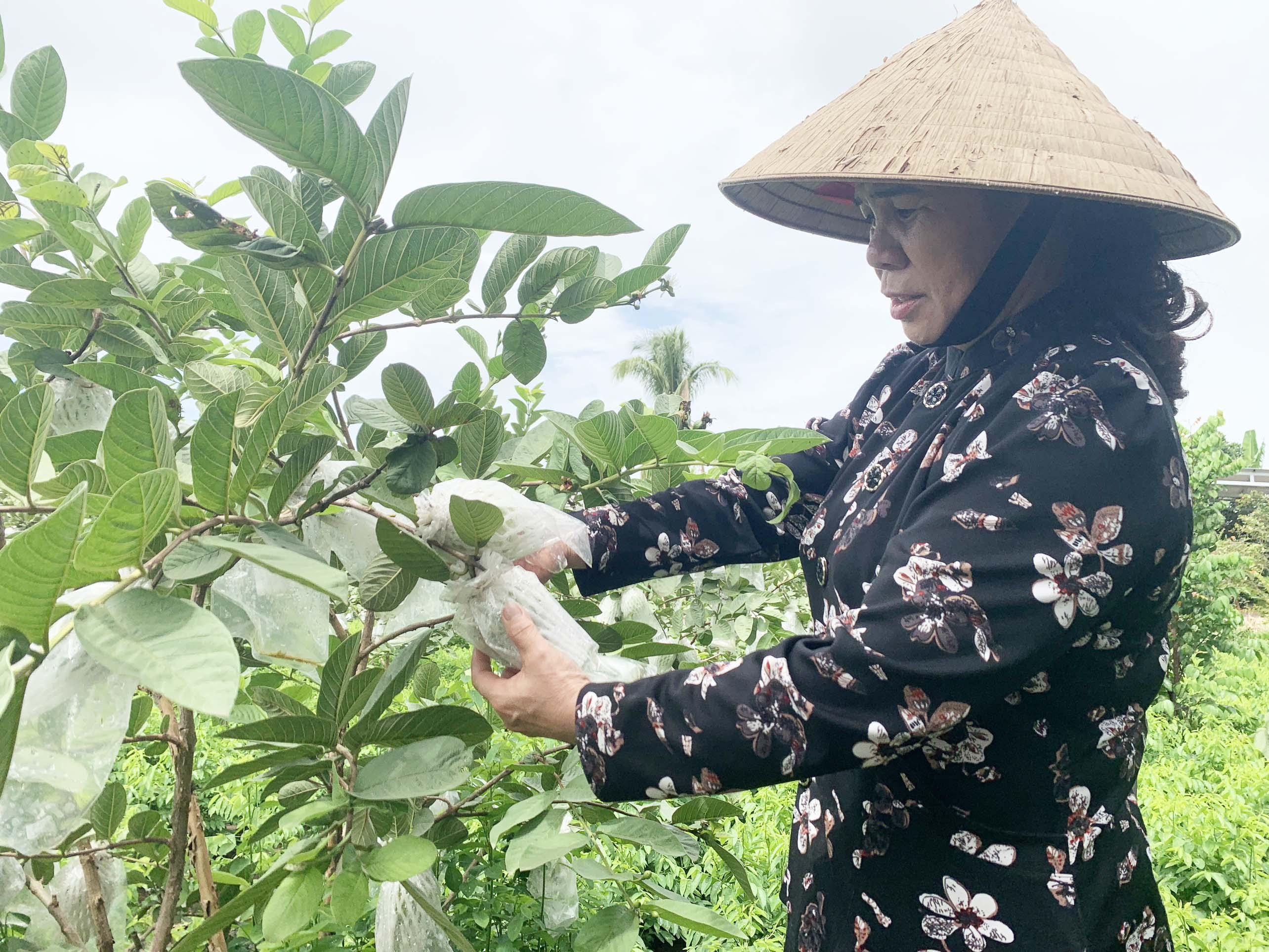 Nhờ sử dụng phân bón từ xác cá, diện tích cây trồng của gia đình bà Trần Thị Hồng Yến (buôn Sô Ma Hang B, xã Ia Peng)  cho năng suất cao. Ảnh: Quỳnh Chi