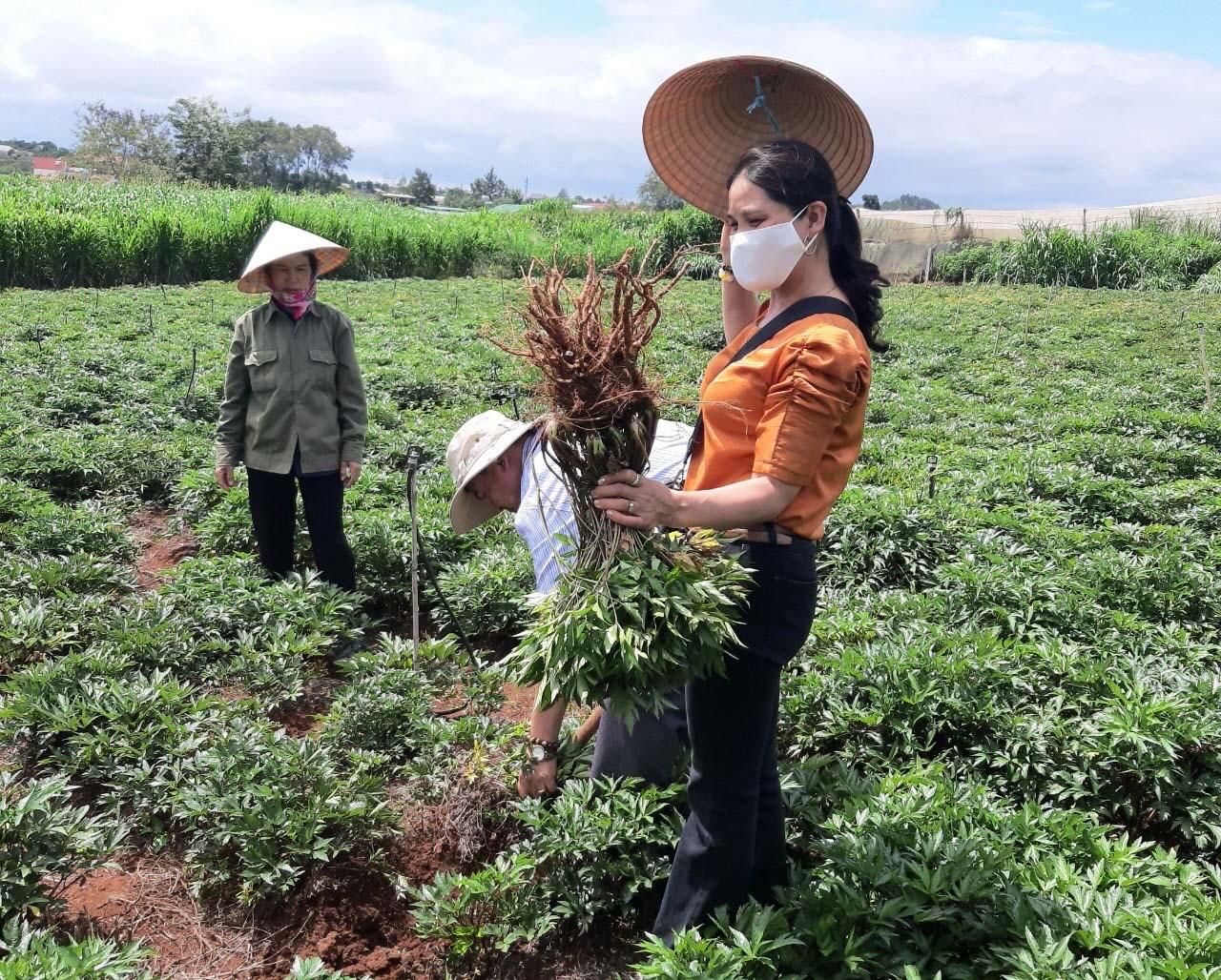 Nông dân xã Sơ Pai (Kbang) thu hoạch diện tích sâm đương quy trong cương trình hợp tác với Công ty Cổ phần Đông Nam Dược Gia Lai. Ảnh: Lê Anh