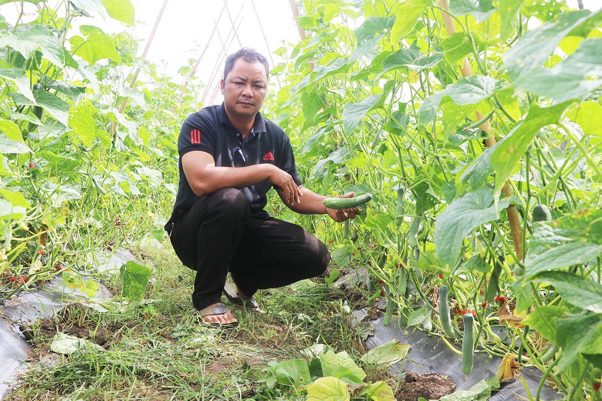 Anh Đinh Văn Nhoắc (làng Jro Ktu Đak Yang, xã Yang Bắc) chăm sóc vườn dưa leo. Ảnh: Ngọc Minh