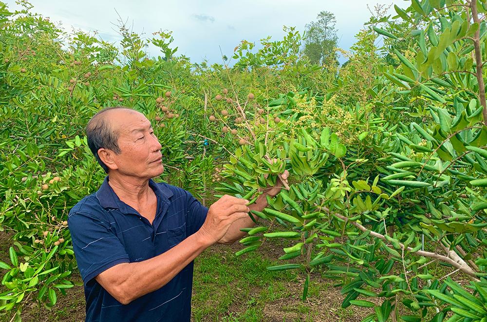 Mùa nhãn xuồng cơm vàng Khánh Hòa - Ảnh 1.