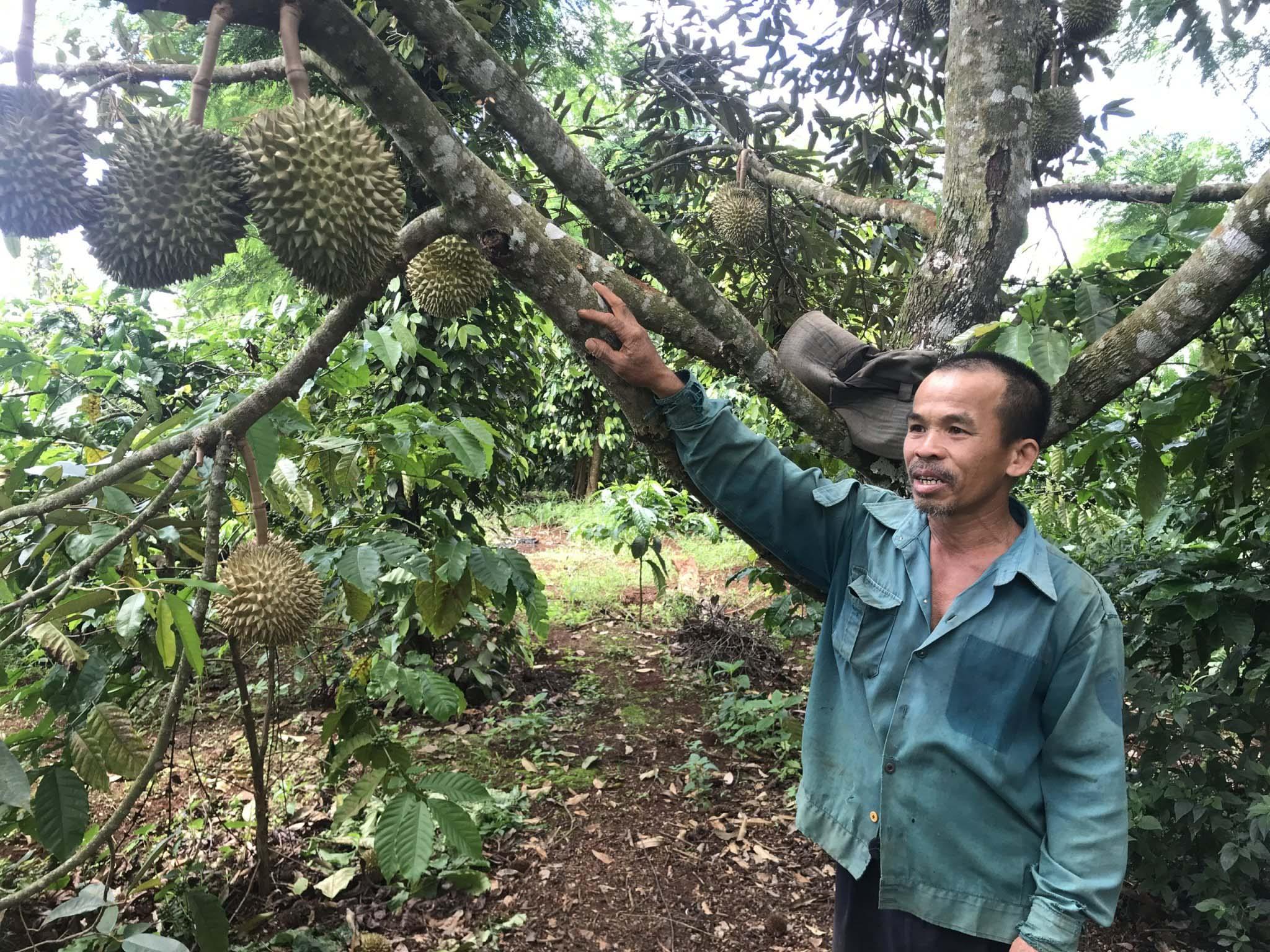 Nhờ sử dụng men vi sinh và phân bón hữu cơ nên vườn sầu riêng của ông Nguyễn Tấn Lục (thôn 4, xã Ia Hlốp) phát triển tốt. Ảnh: Nguyễn Diệp