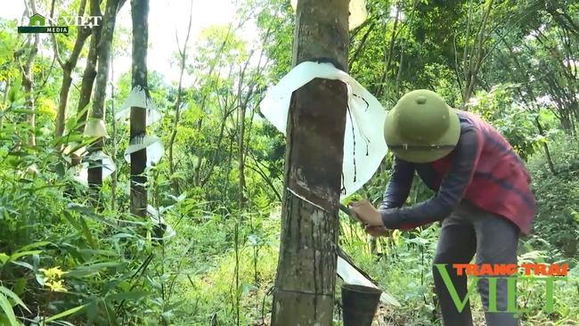 "Vàng trắng" lội ngược dòng mang no ấm cho người dân Phong Thổ   - Ảnh 6.