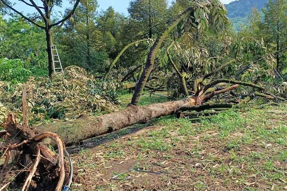 Cây sầu riêng bị ngã đổ có tuổi đời từ 6 - 14 năm và đang bước vào thời kỳ kinh doanh. Ảnh: KP