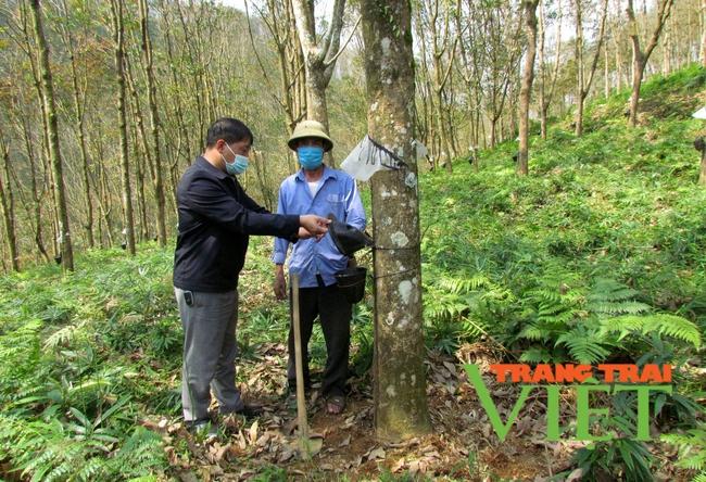 "Vàng trắng" lội ngược dòng mang no ấm cho người dân Phong Thổ - Ảnh 4. "Vàng trắng" lội ngược dòng mang no ấm cho người dân Phong Thổ - Ảnh 4.