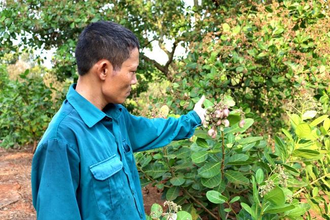 Nông dân - doanh nghiệp bắt tay làm thương hiệu hạt điều - Ảnh 1.