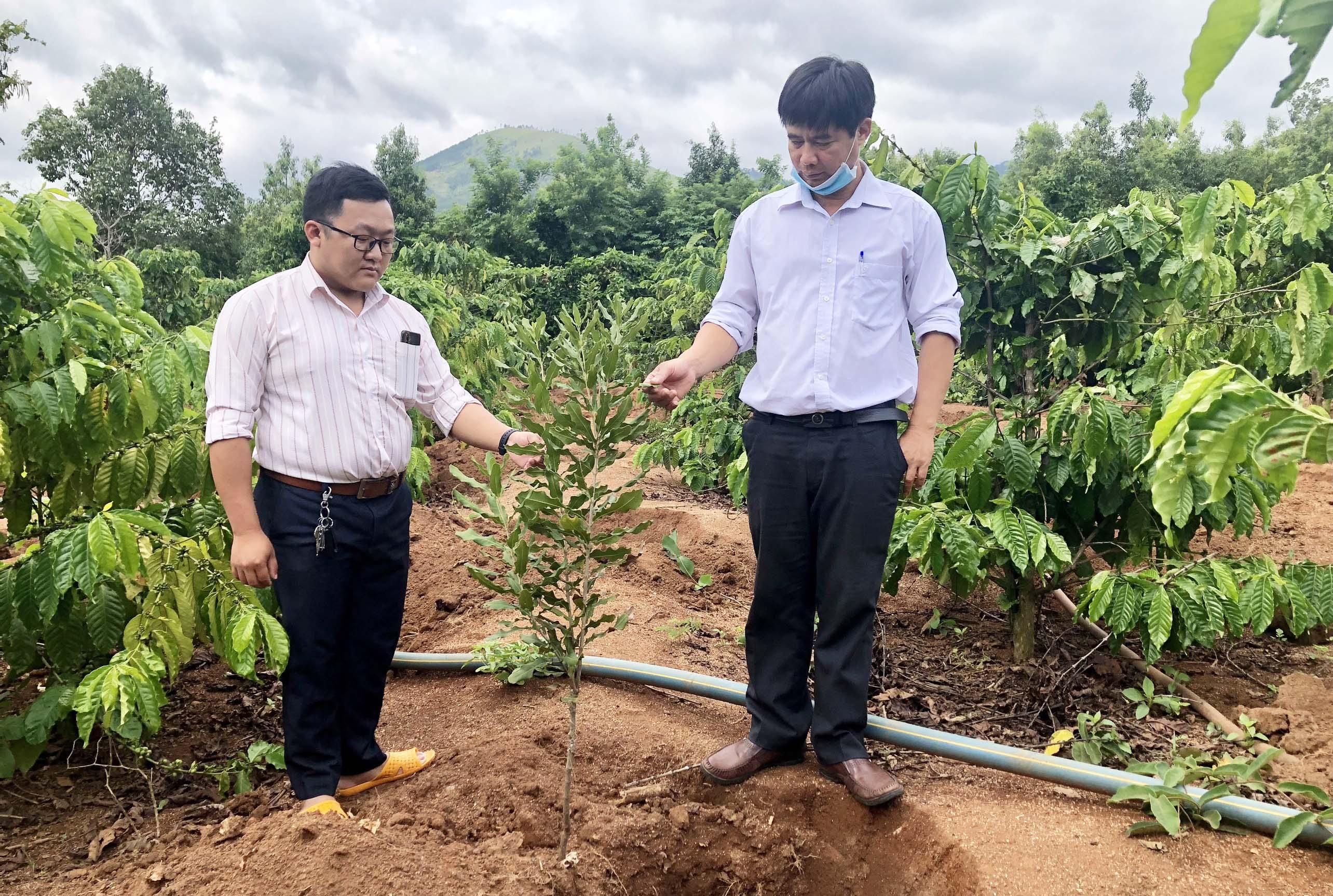 Cán bộ Phòng Nông nghiệp và PTNT huyện Chư Păh kiểm tra sự phát triển của cây mắc ca trồng tại xã Đak Tơ Ver. Ảnh: K.N