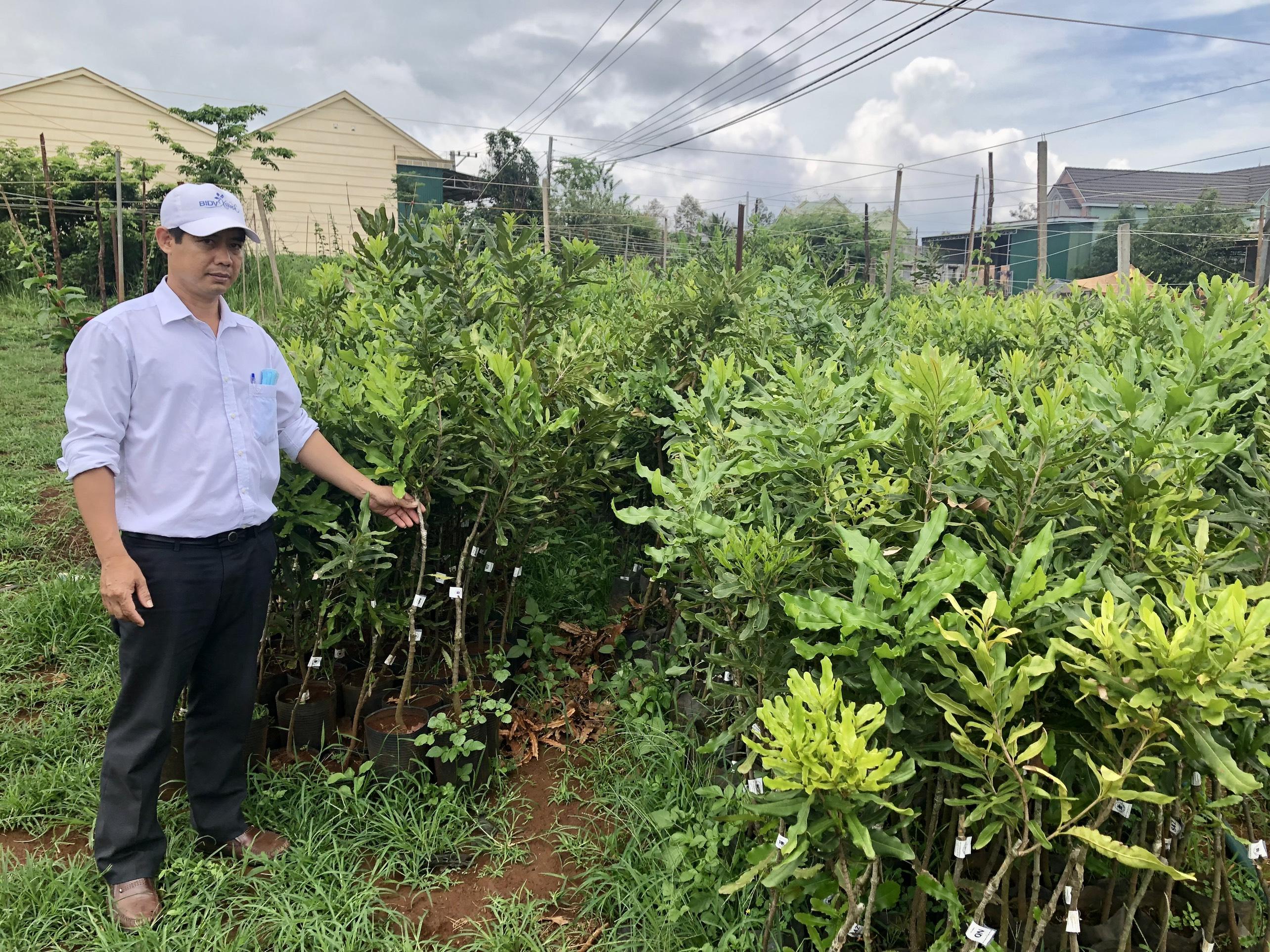 Ông Đỗ Văn Phước-cán bộ Phòng nông nghiệp và PTNT kiểm tra cây giống mắc ca trước khi cấp cho các xã, thị trấn. Ảnh: Lê Nam