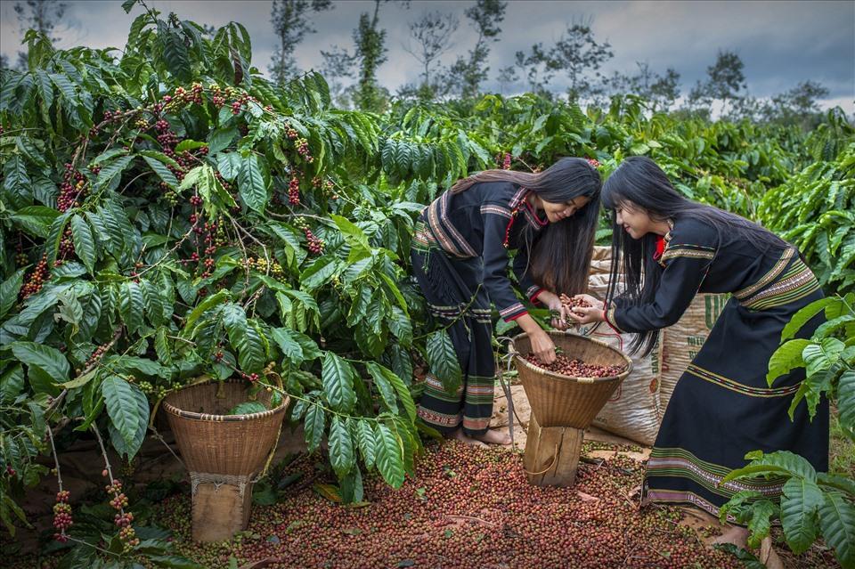 Du lịch nông nghiệp Đắk Lắk có nhiều tiềm năng nhưng chưa được đầu tư xứng tầm.