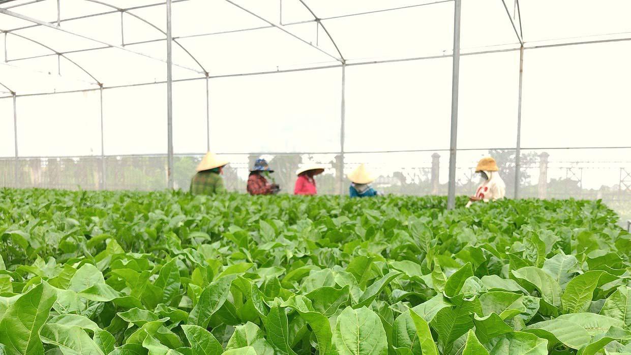 Vườn  cây chanh leo đầu dòng của Công ty TNHH một thành viên Giống cây trồng Gia Lai. Ảnh: Nguyễn Diệp