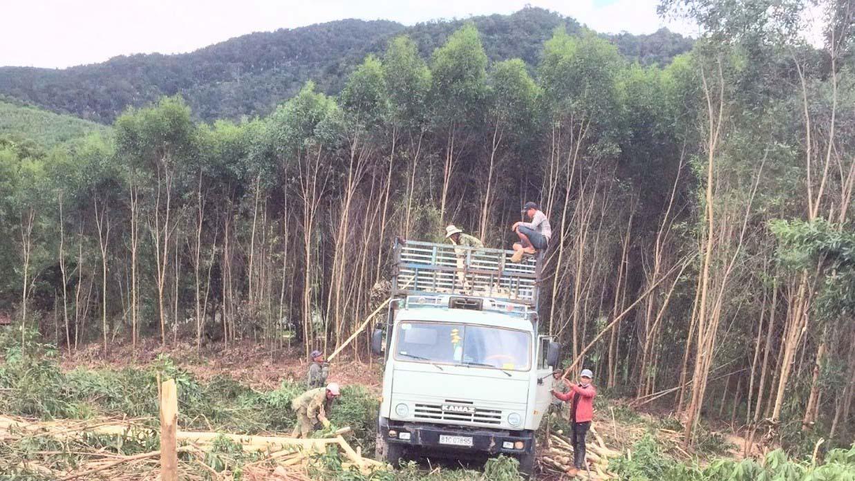 Người dân huyện Đak Pơ phấn khởi khi giá gỗ keo lai tăng cao. Ảnh: Thiên Di