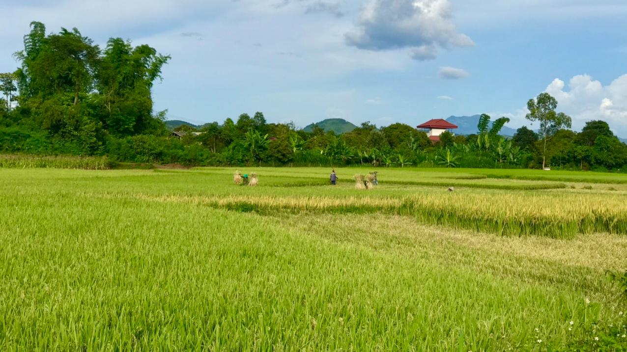 Thêm một vụ lúa chiêm Xuân thắng lợi trên đất Mai Sơn - Ảnh 7.