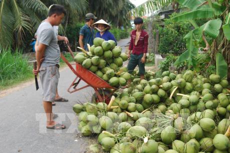 Làm thế nào để người dân Bến Tre sống được từ dừa?