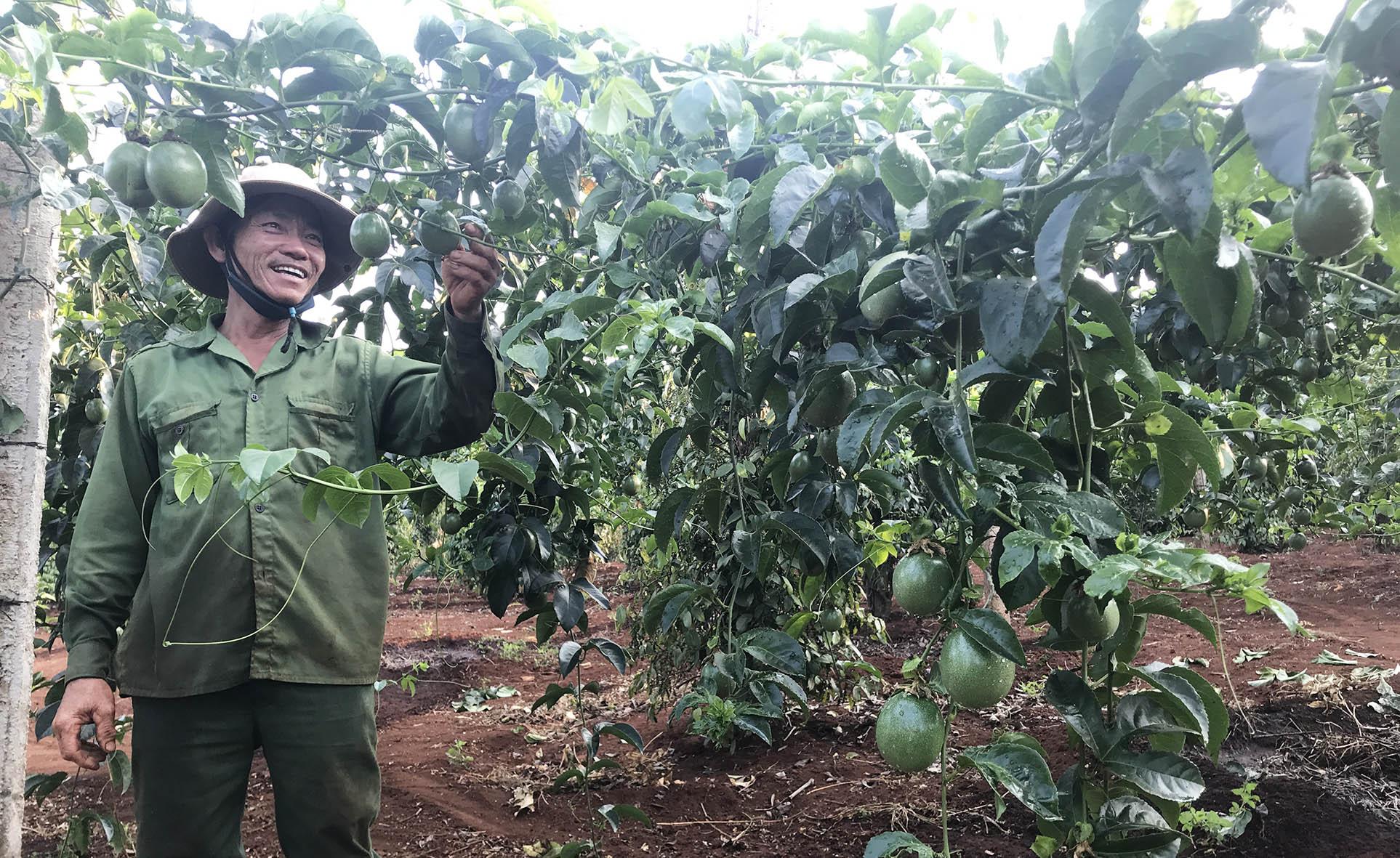 Chanh dây đang trở thành cây trồng chủ lực tại nhiều địa phương của tỉnh. Ảnh: Nguyễn Diệp